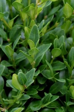 Green Velvet Boxwood - 6 Pack Of 1 Gallon Pots -Garden Plants shop Boxwood Green Velvet 1 2