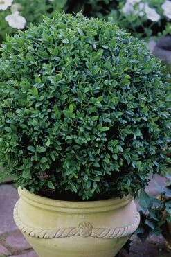 Green Velvet Boxwood - 6 Pack Of 1 Gallon Pots -Garden Plants shop Boxwood Green Velvet 3 2
