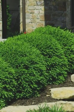 Green Velvet Boxwood - 6 Pack Of 1 Gallon Pots -Garden Plants shop Boxwood Green Velvet 7 2