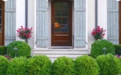 Japanese Boxwood - Buxus Microphylla - 6 Pack Of 1 Gallon Pots -Garden Plants shop Boxwood Japanese Entryway