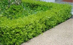 Japanese Boxwood - Buxus Microphylla - 3 Gallon Pot -Garden Plants shop Boxwood Japanese Hedge 2 2