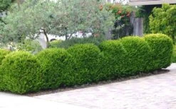 Japanese Boxwood (Buxus Microphylla) - 7 Gallon Pot -Garden Plants shop Boxwood Japanese Hedge 3 1