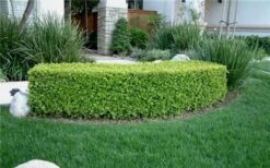 Japanese Boxwood - Buxus Microphylla - 3 Gallon Pot -Garden Plants shop Boxwood Japanese Hedge 4
