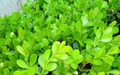 Japanese Boxwood - Buxus Microphylla - 3 Gallon Pot -Garden Plants shop Boxwood Japanese Leaves Closeup 2
