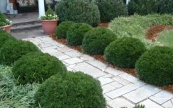 Justin Brouwers Dwarf Boxwood - 1 Gallon Pot 3 Justin Brouwers Dwarf Boxwood - 1 Gallon Pot -Garden Plants shop Boxwood Justin Brouwers In Landscape