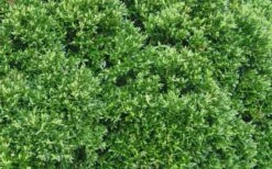 Justin Brouwers Dwarf Boxwood - 6 Pack Of 1 Gallon Pots -Garden Plants shop Boxwood Justin Brouwers Leaves 1