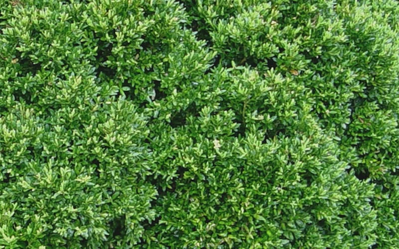 Justin Brouwers Dwarf Boxwood - 1 Gallon Pot Justin Brouwers Dwarf Boxwood - 1 Gallon Pot -Garden Plants shop Boxwood Justin Brouwers Leaves