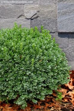 Korean Dwarf Boxwood - Buxus Sinica Var. Insularis 'Nana' - 1 Gallon Pot 5 Korean Dwarf Boxwood - Buxus Sinica Var. Insularis 'Nana' - 1 Gallon Pot -Garden Plants shop Boxwood Korean Dwarf Insularis Nana 1 1