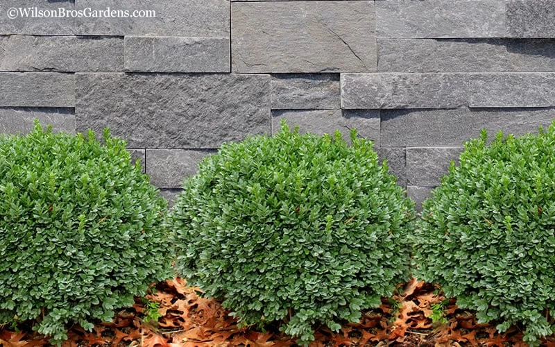 Korean Dwarf Boxwood - Buxus sinica var. insularis 'Nana' - 1 Gallon Pot Korean Dwarf Boxwood - Buxus Sinica Var. Insularis 'Nana' - 1 Gallon Pot -Garden Plants shop Boxwood Korean Dwarf Insularis Nana 2 1