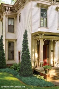 Pyramid Boxwood (Buxus Sempervirens 'Pyramidalis) - 1 Gallon Pot -Garden Plants shop Boxwood Pyramidalis 11