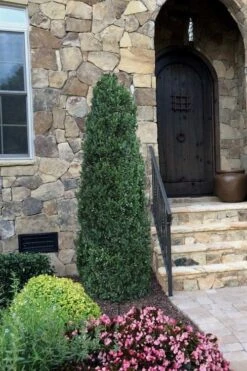 Shadow Sentry Pyramidal Boxwood - 3 Gallon Pot -Garden Plants shop Boxwood Shadow Sentry 3
