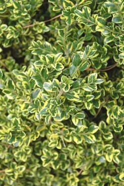 Sunburst Variegated Korean Boxwood - 1 Gallon Pot -Garden Plants shop Boxwood Sunburst 2