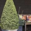 Variegated Boxwood Cone Topiary (Buxus Sempervirens 'Variegata') - 5 Gallon Pot