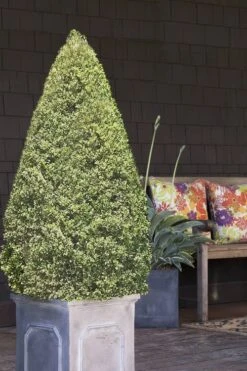 Variegated Boxwood Cone Topiary (Buxus Sempervirens 'Variegata') - 5 Gallon Pot