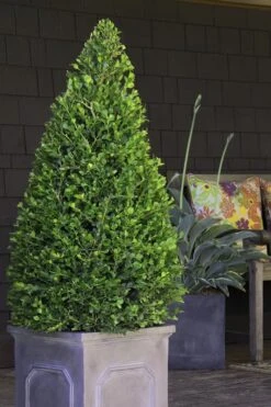 Wintergreen Boxwood - 3 Gallon Pot -Garden Plants shop Boxwood Wintergreen 11 2