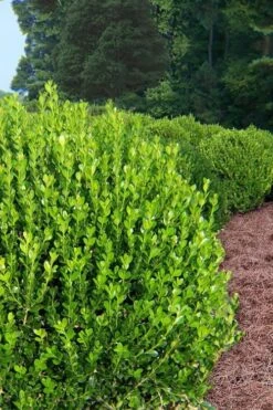 Wintergreen Boxwood - 3 Gallon Pot -Garden Plants shop Boxwood Wintergreen 500x750 3