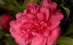 Alabama Beauty Camellia Sasanqua - 2 Gallon Pot 3 Alabama Beauty Camellia Sasanqua - 2 Gallon Pot -Garden Plants shop Camellia Alabama Beauty 50