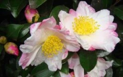 Apple Blossom Camellia Sasanqua - 1 Gallon Pot -Garden Plants shop Camellia Apple Blossom 1