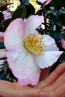 Apple Blossom Camellia Sasanqua - 1 Gallon Pot -Garden Plants shop Camellia Apple Blossom 6