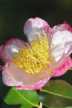Apple Blossom Camellia Sasanqua - 3 Gallon Pot -Garden Plants shop Camellia Apple Blossom 7 1