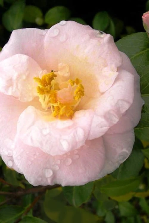 April Blush Cold Hardy Pink Camellia Japonica - 1 Gallon Pot April Blush Cold Hardy Pink Camellia Japonica - 1 Gallon Pot -Garden Plants shop Camellia April Blush 2