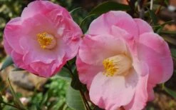 April Remembered Cold Hardy Pink Camellia Japonica - 1 Gallon Pot -Garden Plants shop Camellia April Remembered 1