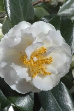 April Snow Camellia Japonica - 1 Gallon Pot -Garden Plants shop Camellia April Snow 13