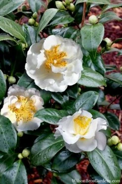 April Snow Camellia Japonica - 1 Gallon Pot -Garden Plants shop Camellia April Snow 14