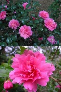 Autumn Spirit Camellia - Hybrid - 1 Gallon Pot -Garden Plants shop Camellia April Spirit 3