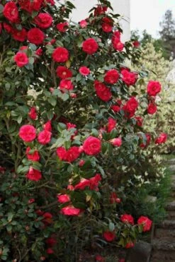 April Tryst Camellia Japonica - 2 Gallon Pot -Garden Plants shop Camellia April Tryst 2 1