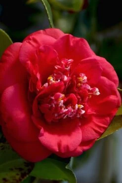 April Tryst Camellia Japonica - 2 Gallon Pot -Garden Plants shop Camellia April Tryst 3 1