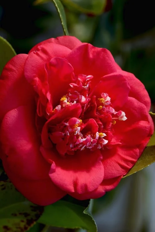 April Tryst Camellia Japonica - 7 Gallon Pot (3-4') April Tryst Camellia Japonica - 7 Gallon Pot (3-4') -Garden Plants shop Camellia April Tryst 3