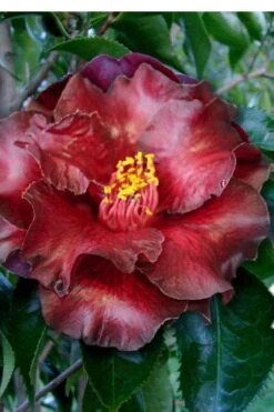 Black Magic Camellia Japonica - 5 Gallon Pot