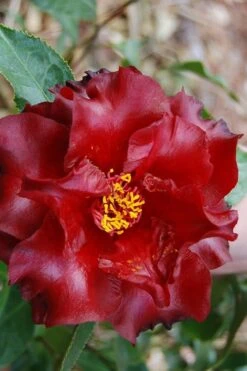 Black Magic Camellia Japonica - 3 Gallon Pot -Garden Plants shop Camellia Black Magic 2 1