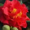 Blood Of China Fragrant Red Camellia Japonica - 1 Gallon Pot