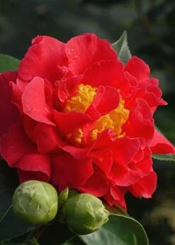 Blood Of China Fragrant Red Camellia Japonica - 1 Gallon Pot