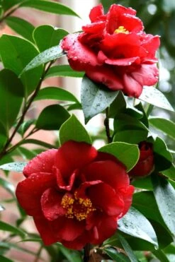 Bob Hope Camellia Japonica - 3 Gallon Pot -Garden Plants shop Camellia Bob Hope 3