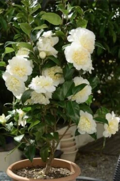 Brushfield Yellow Camellia Japonica - 6 Pack Of 1 Gallon Pots -Garden Plants shop Camellia Brushfield Yellow 500x750 2