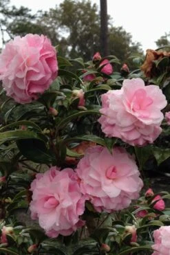 Buttons 'n Bows Camellia Hybrid - 1 Gallon Pot -Garden Plants shop Camellia Buttons And Bows 1