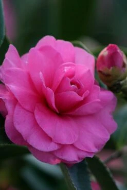 Chansonette Dwarf Weeping Camellia Sasanqua - 3 Gallon Pot 3 Chansonette Dwarf Weeping Camellia Sasanqua - 3 Gallon Pot -Garden Plants shop Camellia Chansonette 2