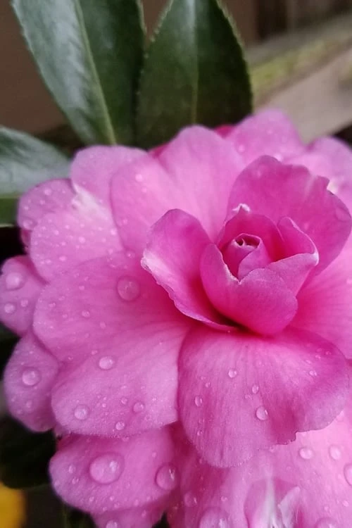 Chansonette Dwarf Weeping Camellia Sasanqua - 3 Gallon Pot Chansonette Dwarf Weeping Camellia Sasanqua - 3 Gallon Pot -Garden Plants shop Camellia Chansonette 4