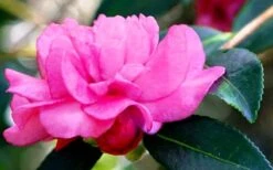 Chansonette Dwarf Weeping Camellia Sasanqua - 3 Gallon Pot 6 Chansonette Dwarf Weeping Camellia Sasanqua - 3 Gallon Pot -Garden Plants shop Camellia Chansonette 5