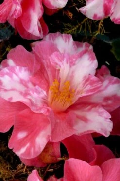 Coral Delight Camellia Hybrid - 3 Gallon Pot -Garden Plants shop Camellia Coral Delight 15