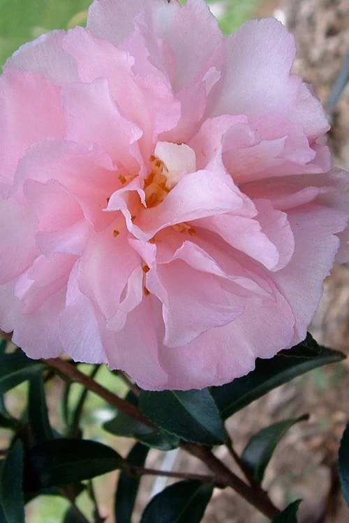 Cotton Candy Camellia Sasanqua - 6 Pack of 1 Gallon Pots Cotton Candy Camellia Sasanqua - 6 Pack Of 1 Gallon Pots -Garden Plants shop Camellia Cotton Candy 500x750 1