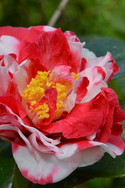 Sacred Dance Camellia Japonica 'Daikagura' - 3 Gallon Pot Sacred Dance Camellia Japonica 'Daikagura' - 3 Gallon Pot -Garden Plants shop Camellia Daikagura 1 500x750 1