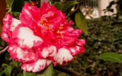 Sacred Dance Camellia Japonica 'Daikagura' - 3 Gallon Pot 4 Sacred Dance Camellia Japonica 'Daikagura' - 3 Gallon Pot -Garden Plants shop Camellia Daikagura 3