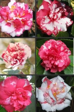 Sacred Dance Camellia Japonica 'Daikagura' - 3 Gallon Pot 3 Sacred Dance Camellia Japonica 'Daikagura' - 3 Gallon Pot -Garden Plants shop Camellia Daikagura Colors 500x750 1
