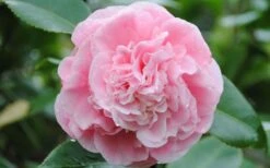 Debutante Pink Camellia Japonica - 3 Gallon Pot -Garden Plants shop Camellia Debutante Closeup Flower 3 1