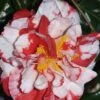 Dixie Knight Supreme Camellia Japonica - 3 Gallon Pot