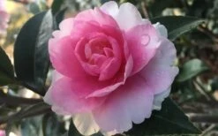 Dream Weaver Camellia Sasanqua - 3 Gallon Pot 3 Dream Weaver Camellia Sasanqua - 3 Gallon Pot -Garden Plants shop Camellia Dreamweaver 1
